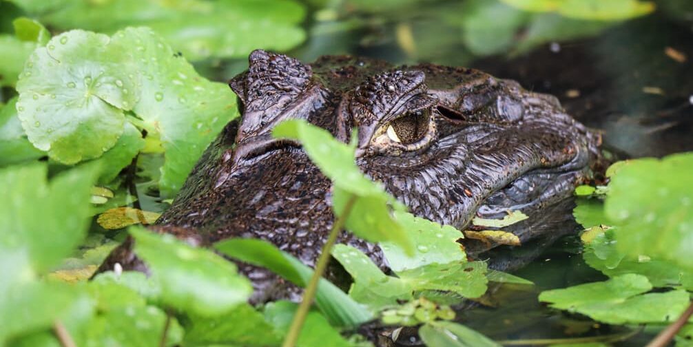 36348B64 B554 4DB1 A1EB 751BBF38C777 1 105 c e1695993712422